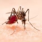 How Malaria Affects the Body