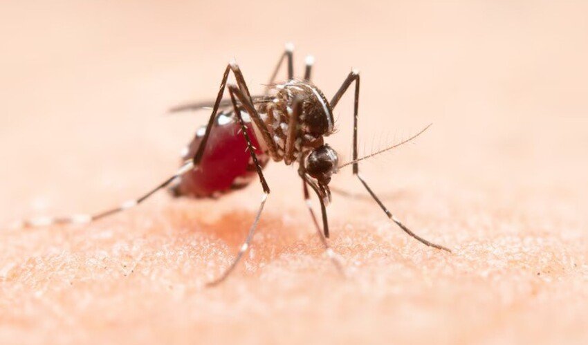 How Malaria Affects the Body